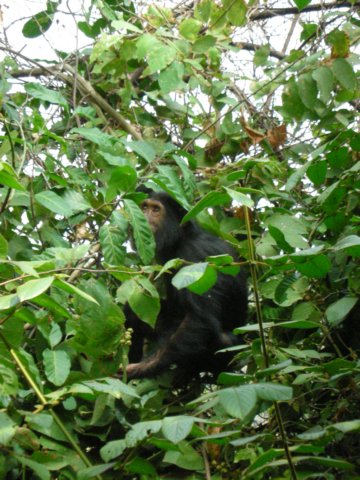 wewereveryfortunatetoagainfindchimpsthistimeagroupoftwomovingupinthetrees.jpg
