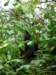 wewereveryfortunatetoagainfindchimpsthistimeagroupoftwomovingupinthetrees_small.jpg