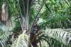 yetwewereveryluckyandfoundonegroupofchimpsinthemorning_small.jpg